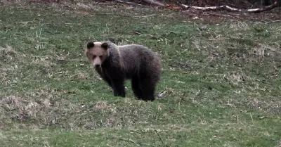 Tatry: dwa niedźwiedzie zginęły latem w kolizjach z autami; policja apeluje do kierowców o ostrożność